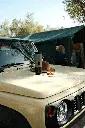 POMABRU in the wild 7.webp